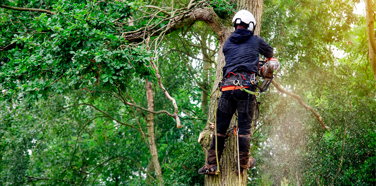 Tree Service Company