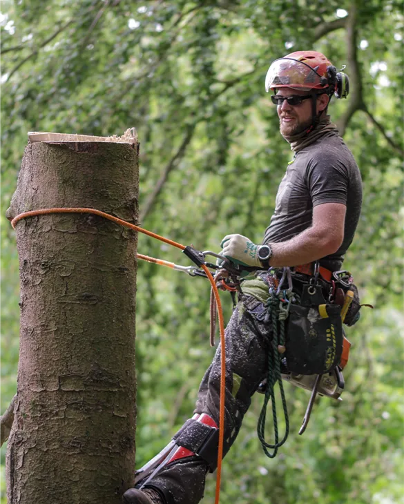 Tree Removal