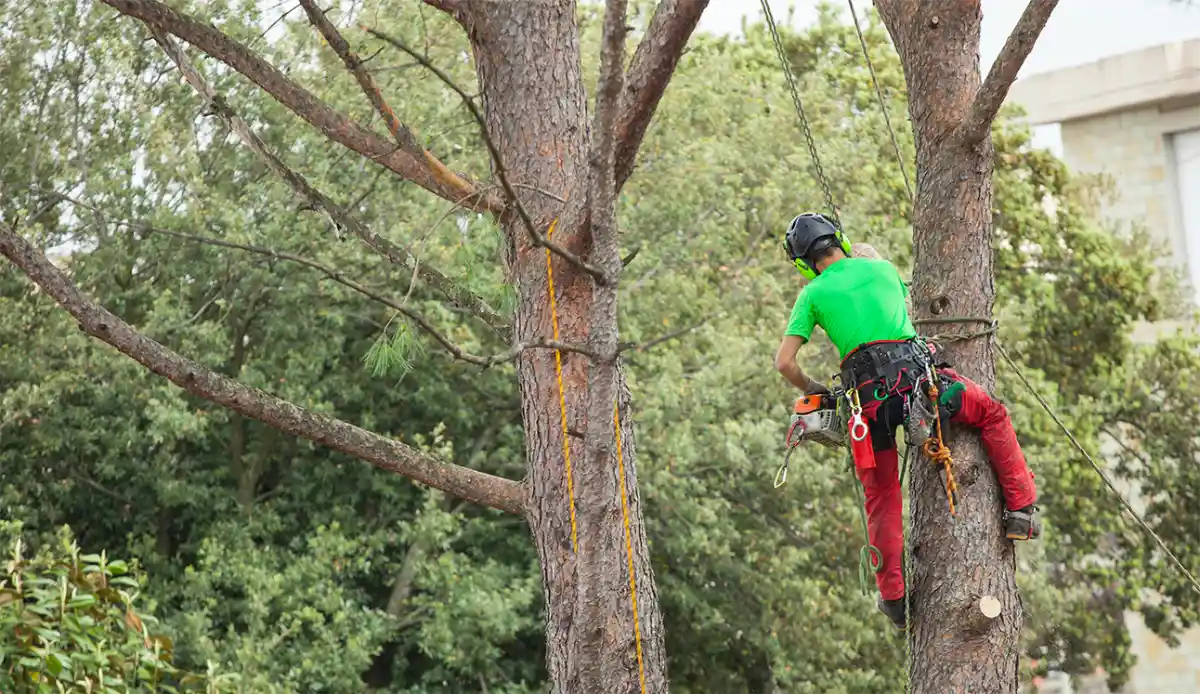 Emergency Tree Service