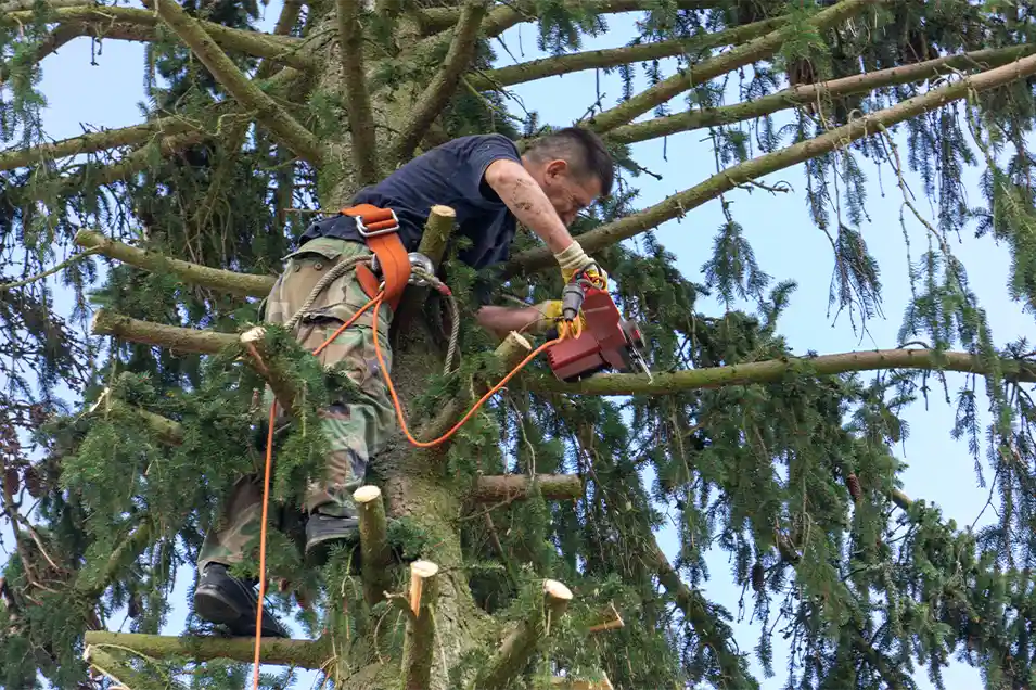 Tree Trimming & Pruning