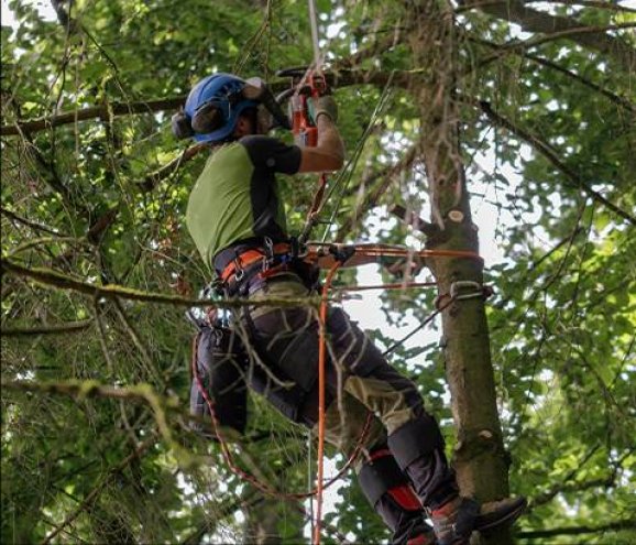 How Shade Trees Benefit Us