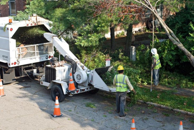 Preparing for Winter: Fall Tree and Shrub Care