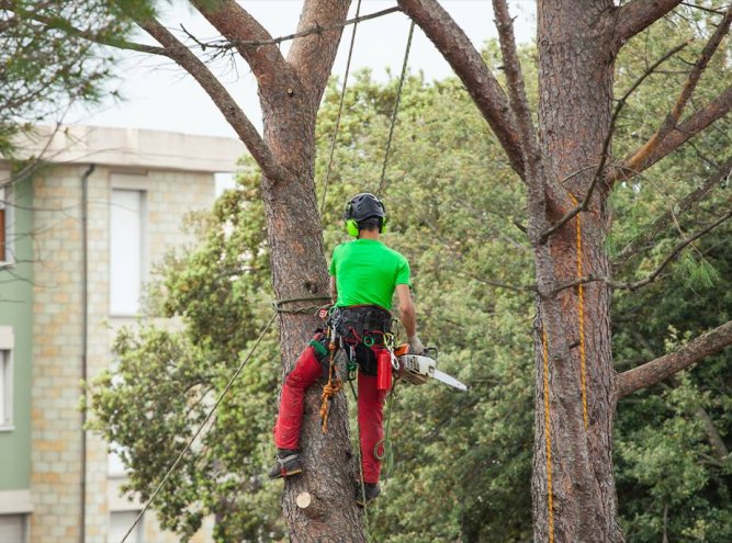 How to Cable a Tree