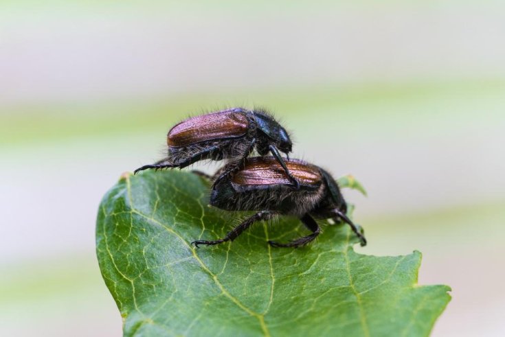 How to Get Rid of Bark Beetles