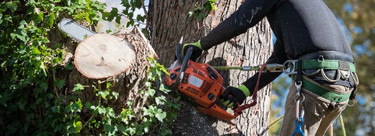 Strong Signs That It’s Time for a Tree Removal