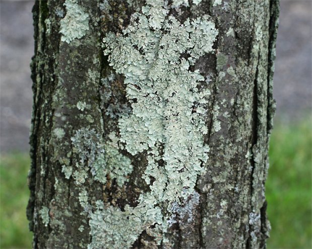 Lichen on Trees: What You Need to Know