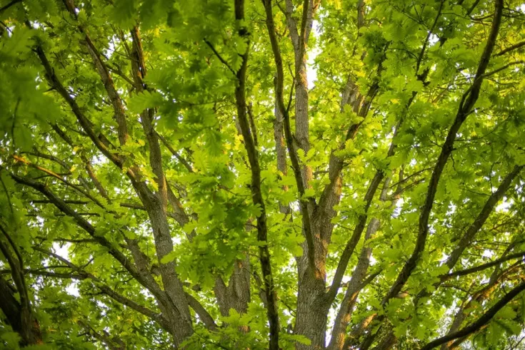 Can Crown Restoration Save Storm-Damaged Trees?