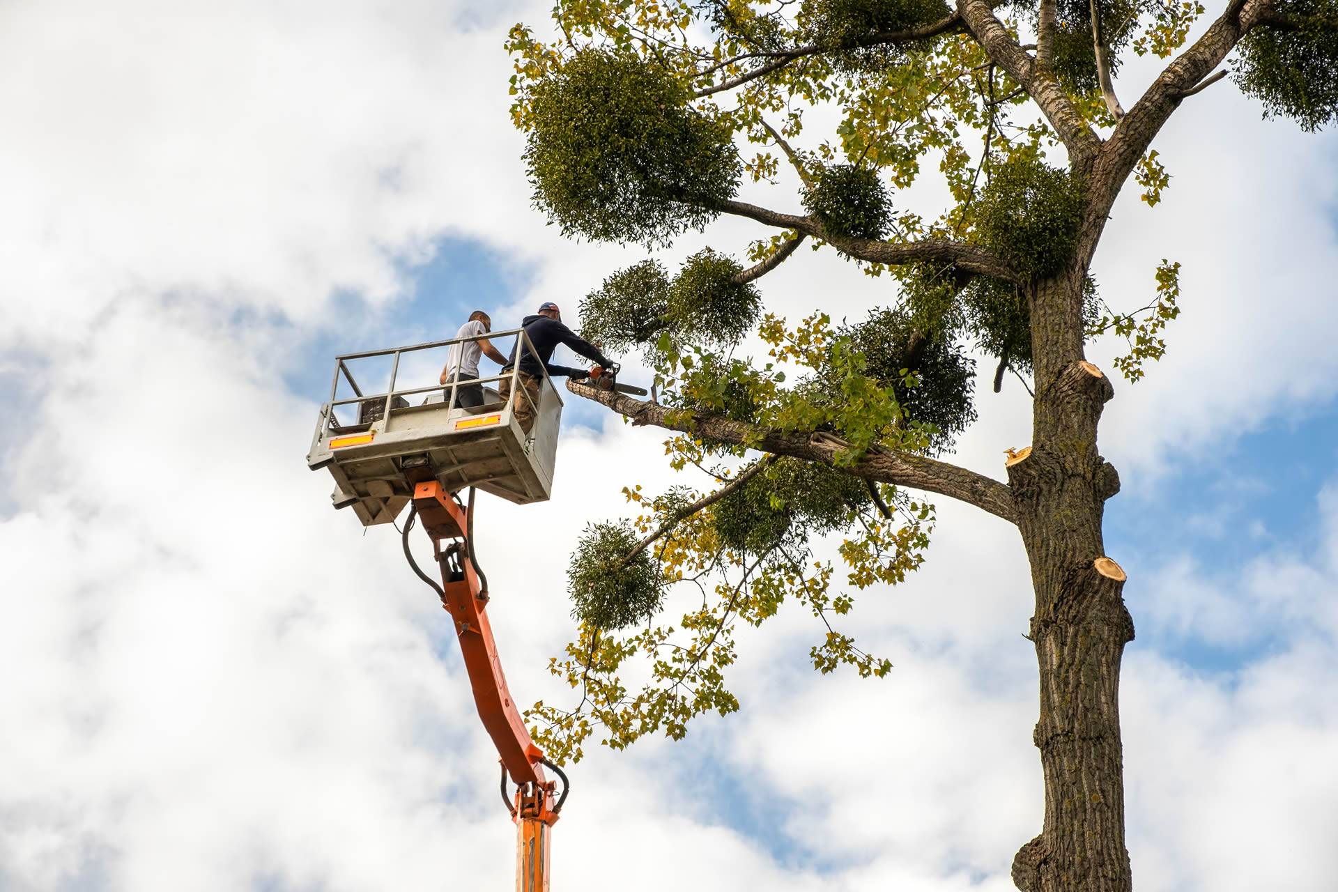 Emergency Tree Services