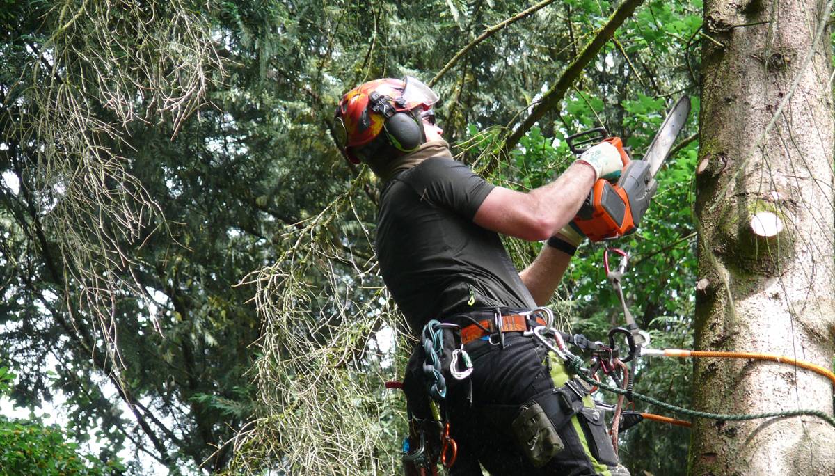 Tree Trimming & Pruning