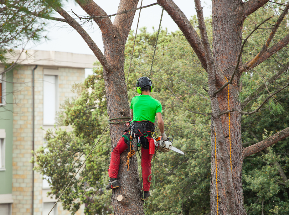 Tree Removal