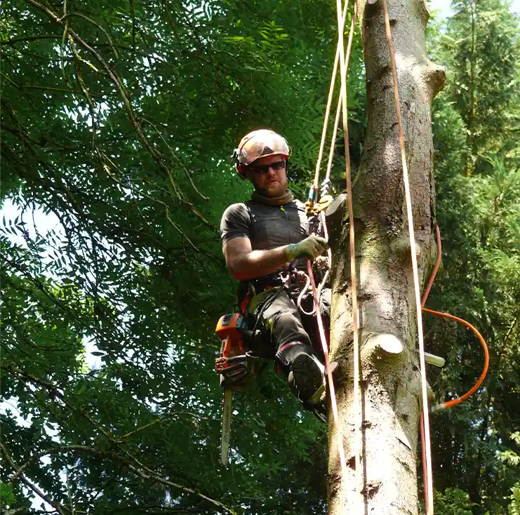 Tree Trimming & Pruning