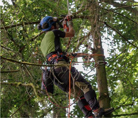 Emergency Tree Services