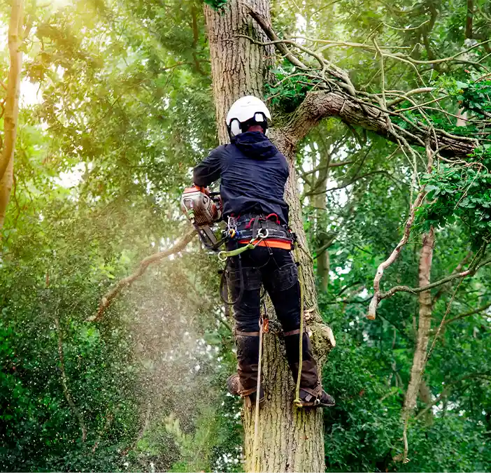 Tree Removal