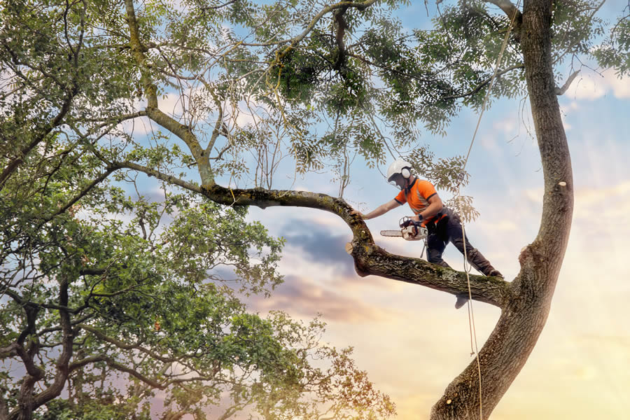 Tree Trimming & Pruning