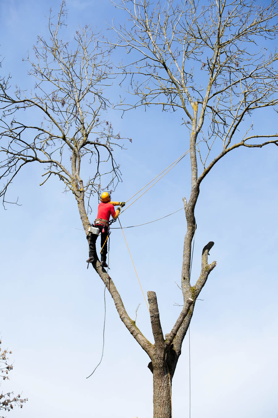 Tree Trimming & Pruning